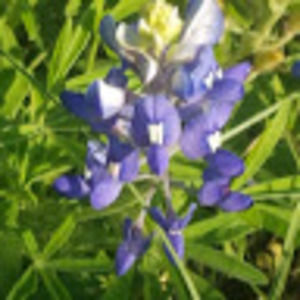 Meet your Posher, Jenny l.